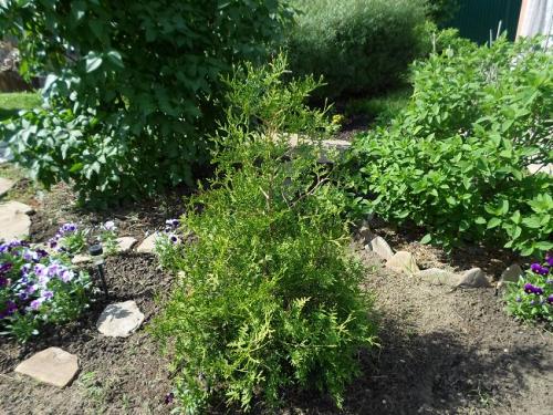 Как быстро растет туя из черенка. Как долго растет туя из черенка