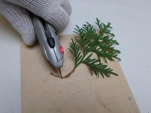 Как быстро растет туя из черенка. Как долго растет туя из черенка