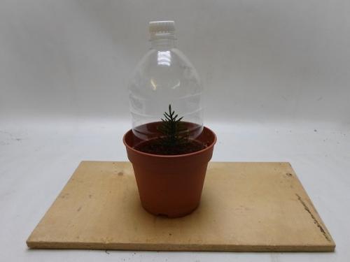 Как быстро растет туя из черенка. Как долго растет туя из черенка