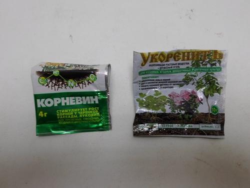 Как быстро растет туя из черенка. Как долго растет туя из черенка