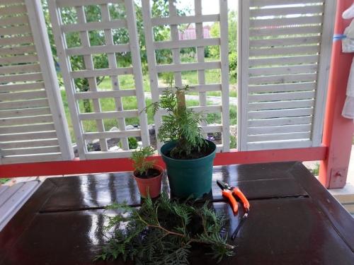 Как быстро растет туя из черенка. Как долго растет туя из черенка