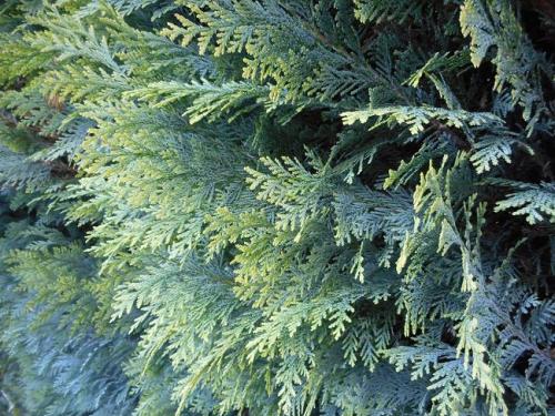 Как быстро растет туя из черенка. Как долго растет туя из черенка