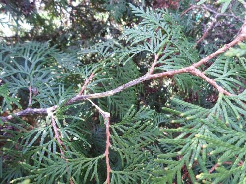 Как быстро растет туя из черенка. Как долго растет туя из черенка