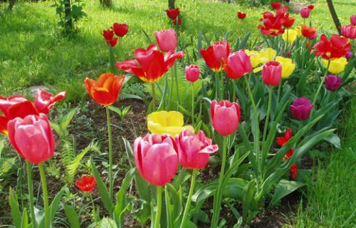 Яблоня рядом с березой. Совместимость деревьев и кустов