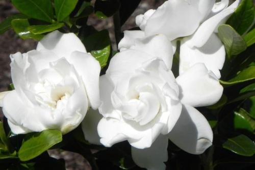 Gardenia #39,crown jewel care. Calloway’s Gift Card