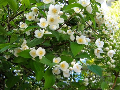 Яблоня рядом с березой. Совместимость деревьев и кустов