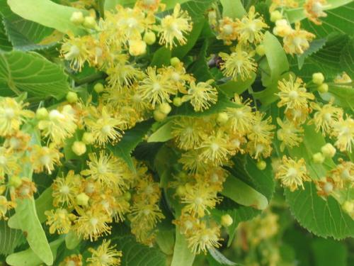 Яблоня рядом с березой. Совместимость деревьев и кустов