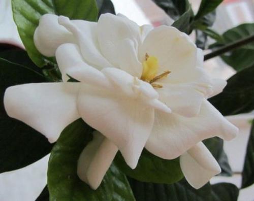 Gardenia four seasons. Виды и сорта Гардении Жасминовидной