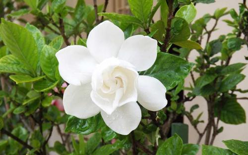 Gardenia crown jewel. Гардения. Уход и выращивание в домашних условиях