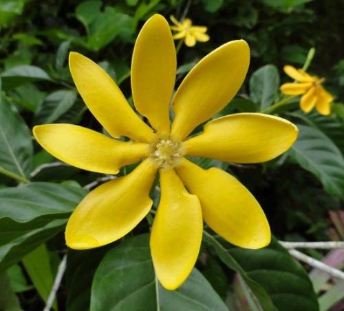 Gardenia four seasons. Виды и сорта Гардении Жасминовидной