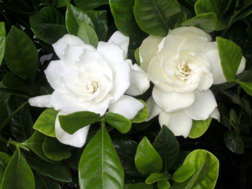 Gardenia four seasons. Виды и сорта Гардении Жасминовидной