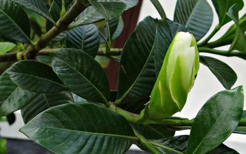 Gardenia crown jewel. Гардения. Уход и выращивание в домашних условиях