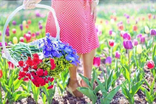 Можно ли сажать тюльпаны летом. Посадка тюльпанов в августе 2021 года