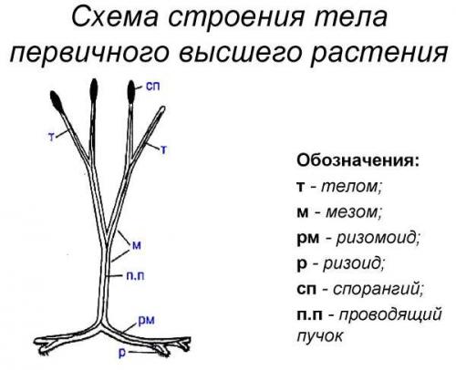 Почему высших растений больше чем низших. Происхождение высших споровых растений