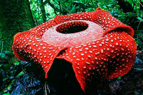 Всё о разнообразии растений на земле: от тропических джунглей до арктических тундр 03 Всё о разнообразии растений на земле: от тропических джунглей до арктических тундр 03