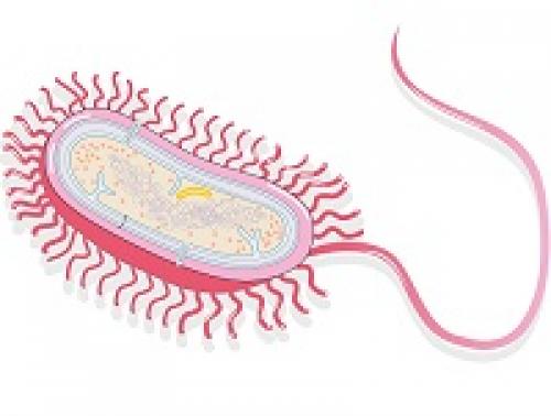Какие растения являются наиболее распространенными на земле