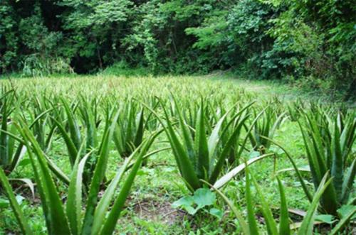 Какие растения являются наиболее важными для человечества. 13 самых полезных в мире растений