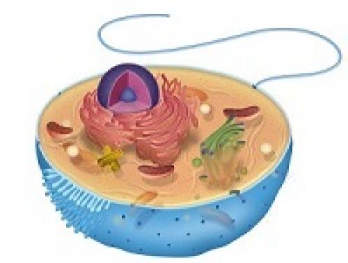 Что такое разнообразие растений на земле. Вступление