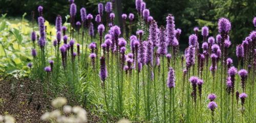 Лиатрис уход осенью подготовка к зиме. Лиатрис: восхитительные метёлки для клумб и живых изгородей 09