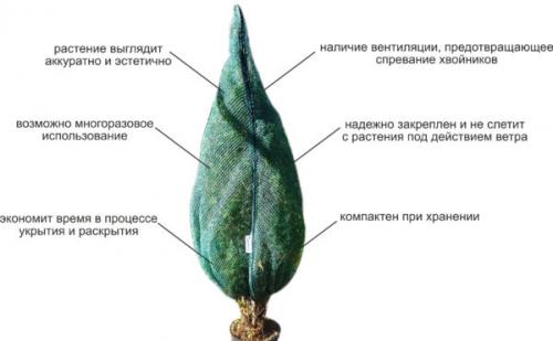 Как укрыть пихту на зиму. Надо ли укрывать пихту на зиму