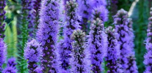 Лиатрис уход осенью подготовка к зиме. Лиатрис: восхитительные метёлки для клумб и живых изгородей 11