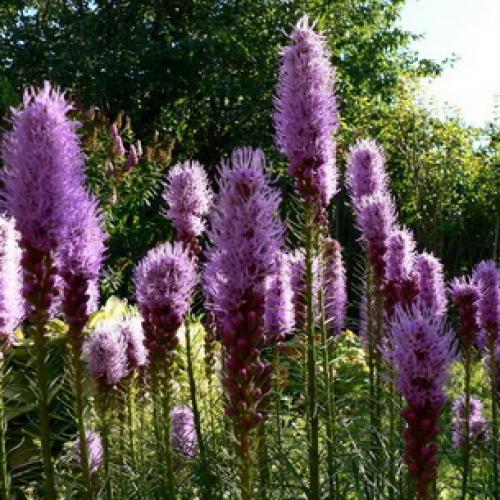 Лиатрис уход осенью подготовка к зиме. Лиатрис: восхитительные метёлки для клумб и живых изгородей 12