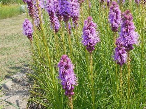 Лиатрис уход осенью подготовка к зиме. Лиатрис: восхитительные метёлки для клумб и живых изгородей 20