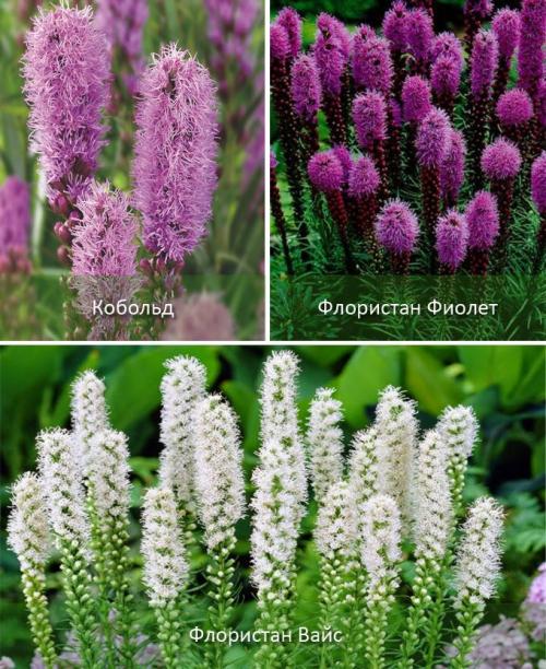 Лиатрис выращивание в сибири. Лиатрис: описание, виды и сорта, посадка, уход