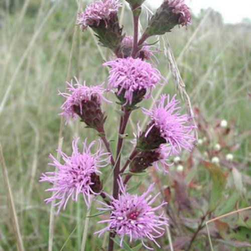 Лиатрис уход осенью подготовка к зиме. Лиатрис: восхитительные метёлки для клумб и живых изгородей 16