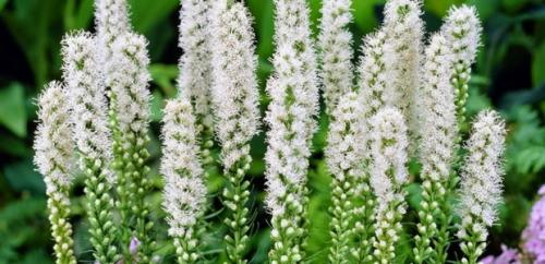 Лиатрис уход осенью подготовка к зиме. Лиатрис: восхитительные метёлки для клумб и живых изгородей 14