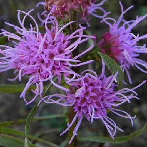 Лиатрис уход осенью подготовка к зиме. Лиатрис: восхитительные метёлки для клумб и живых изгородей 13