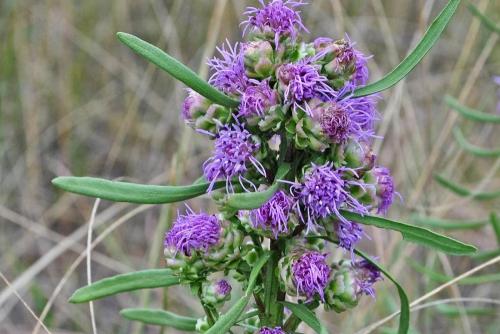 Лиатрис уход осенью подготовка к зиме. Лиатрис: восхитительные метёлки для клумб и живых изгородей