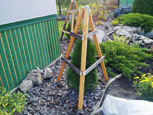 Как укрыть пихту на зиму. Надо ли укрывать пихту на зиму