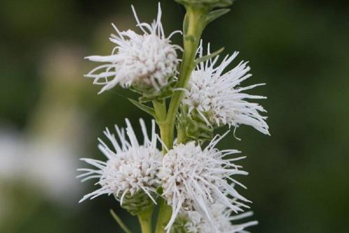 Лиатрис уход осенью подготовка к зиме. Лиатрис: восхитительные метёлки для клумб и живых изгородей