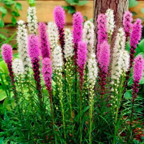 Лиатрис уход осенью подготовка к зиме. Лиатрис: восхитительные метёлки для клумб и живых изгородей 04