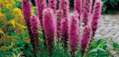 Лиатрис уход осенью подготовка к зиме. Лиатрис: восхитительные метёлки для клумб и живых изгородей 07