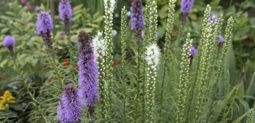 Лиатрис уход осенью подготовка к зиме. Лиатрис: восхитительные метёлки для клумб и живых изгородей 08