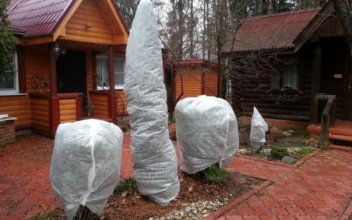 Как укрыть пихту на зиму. Надо ли укрывать пихту на зиму