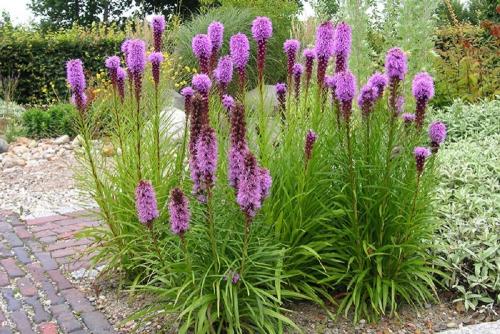 Лиатрис уход осенью подготовка к зиме. Лиатрис: восхитительные метёлки для клумб и живых изгородей