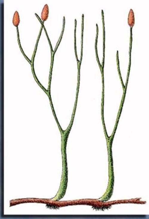 Процесс эволюции растений на Земли.  Появление и эволюция растений 01