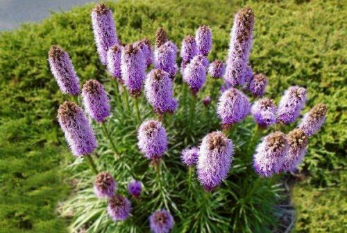 Лиатрис в ландшафтном дизайне. Лиатрис (60 фото): виды, посадка и уход в открытом грунте