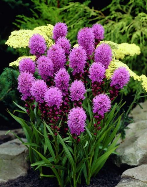 Посадка и уход за лиатрисом в открытом грунте. Посадка и уход 05