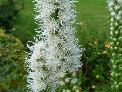 Посадка и уход за лиатрисом в открытом грунте. Посадка и уход 01