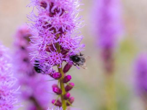 Посадка и уход за лиатрисом в открытом грунте. Посадка и уход 04