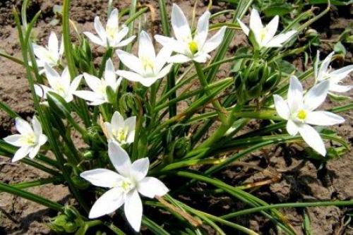 Лиатрис в ландшафтном дизайне. Лиатрис (60 фото): виды, посадка и уход в открытом грунте