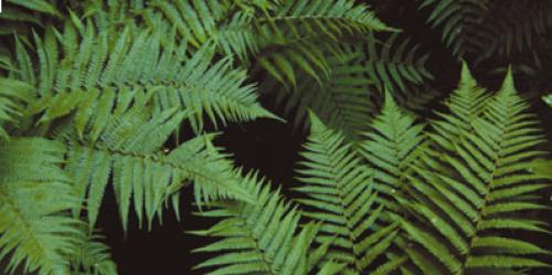 Самые древние растения планеты. Топ 10 Самых старых растений мира 11