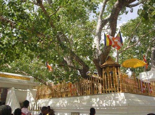 Самые древние растения планеты. Топ 10 Самых старых растений мира