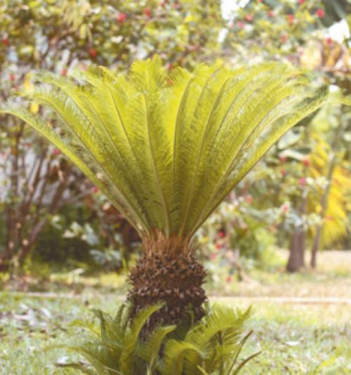 Самые древние растения планеты. Топ 10 Самых старых растений мира 14