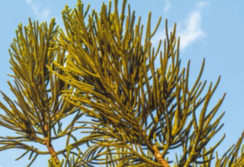 Самые древние растения планеты. Топ 10 Самых старых растений мира 12