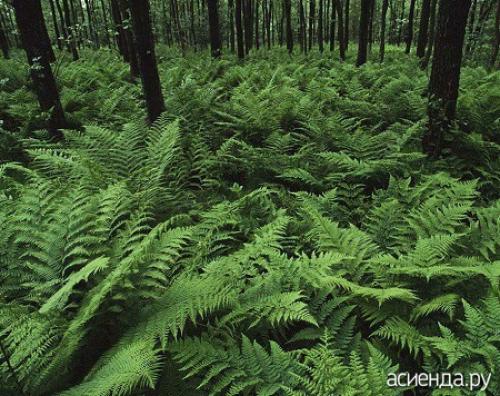 Растения во времена динозавров. Растения эпохи динозавров